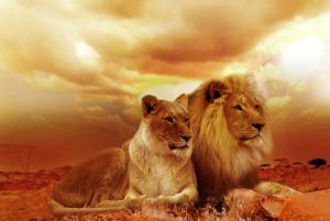пара вірність природа леви любов мудрість